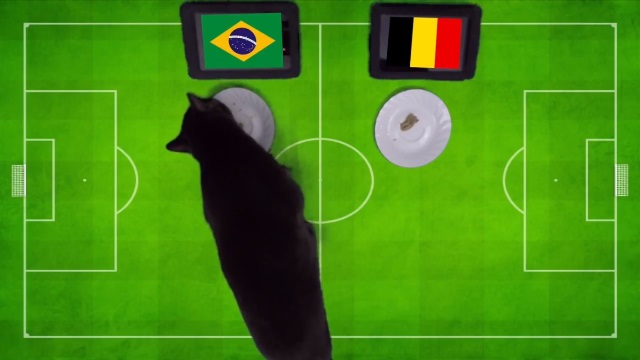 Dự đoán World Cup: Vẹt, lạc đà đưa kết quả bất ngờ trận Brazil – Bỉ